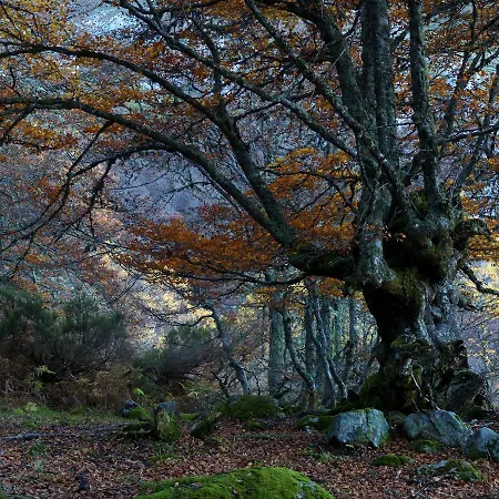 La Casona De Con Mestas De Con